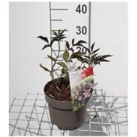 GRDplanten 2 x Sambucus nigra 'Black Beauty' ( 'gerda') - Donkerpaarse Vlier 30- 40 cm in pot
