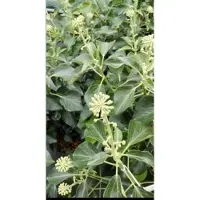 GRDplanten Hedera helix 'Arborescens' - Struikklimop 50- 60 cm in pot