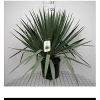 GRDplanten 2 x Yucca gloriosa - Palmlelie 60- 80 cm in pot