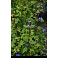 GRDplanten Ceratostigma willmottianum - Loodkruid 30- 40 cm in pot