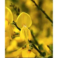 GRDplanten Cytisus (s) 'Luna' - Brem , Geitenklaver 40- 60 cm in pot