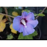 GRDplanten Hibiscus syr. 'Marina' - Tuinhibiscus, Altheastruik, Heemstroos 40- 60 cm in pot