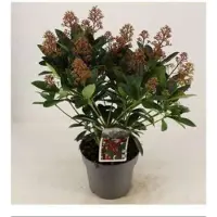 GRDplanten Skimmia jap. 'Rubella' - Skimmia 30- + cm in pot