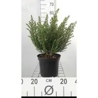 GRDplanten Prostanthera cuneata - Australische Munt , Muntstruik 20- 25 cm in pot