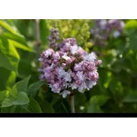 GRDplanten 2 x Syringa vulg. 'And. An Ludwig Späth' - Gewone Sering,Vaak Ook Verkeerdelijk Jasmijn Genoemd 50- 60 cm in pot