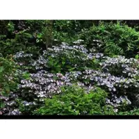 GRDplanten 1 x Hydrangea serr. 'Bluebird' - Berghortensia 25- 30 cm in pot