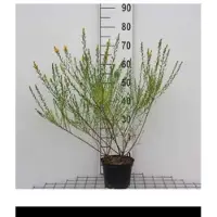 GRDplanten 2 x Genista tinct. 'Royal Gold' - Heidebrem, Verfbrem 30- 40 cm in pot
