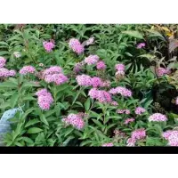 GRDplanten 2 x Spiraea jap. 'Genpei' ('shirobana') - Spierstruik , Japanse Spirea 20- 25 cm in pot