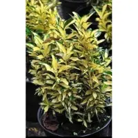 GRDplanten 2 x Euonymus jap. 'Aureus' ('aureopictus') - Japanse Kardinaalshoed, Kardinaalsmuts , 20- 25 cm in pot