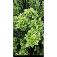 GRDplanten Euonymus jap. 'Benkomasaki' ( erecta) - Kardinaalshoed, Kardinaalsmuts 60- 80 cm in pot