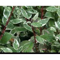 GRDplanten Cornus alba 'Sibirica Variegata' - Kornoelje, Witbonte Siberische Kornoelje 50- 60 cm in pot