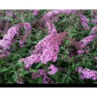 GRDplanten 2 x Buddleja dav. 'Pink delight' - Vlinderstruik 60- 80 cm in pot