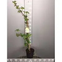 GRDplanten Hydrangea anomala 'Petiolaris' - Klimhortensia 50-60 cm | pot