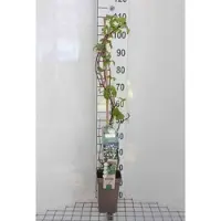 GRDplanten Hydrangea anomala 'Petiolaris' - Klimhortensia 80-100 cm | pot
