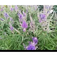GRDplanten Vitex agnus-castus 'Delta Blues' - Monnikspeper 60- 80 cm in pot