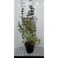 GRDplanten 2 x Caryopteris cland. 'Blue Fountain' - Baardbloem 30- 40 cm in pot