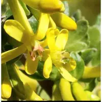 GRDplanten Ribes odoratum ( aureum) - Gele Ribes 50- 60 cm in pot