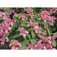 GRDplanten Hydrangea serr. 'Magic Pillow' - Hortensia 25- 30 cm in pot