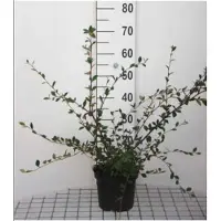 GRDplanten 2 x Cotoneaster lacteus - Grootbladige Glansmispel 40- 60 cm in pot