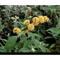 GRDplanten Buddleja weyeriana 'Sungold' - Vlinderstruik 40- 60 cm in pot