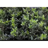 GRDplanten Euonymus japonicus - Japanse Kardinaalshoed 60- 80 cm in pot
