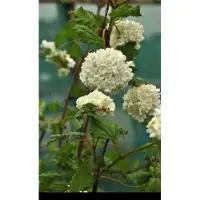 GRDplanten Viburnum op. 'Roseum' - Gelderse Roos 40- 60 cm in pot
