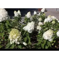 GRDplanten Hydrangea pan. 'Polar Bear' - Pluimhortensia 40- 50 cm in pot