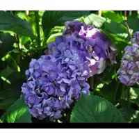 GRDplanten Hydrangea macr. 'Gertrud Glahn' - Boerenhortensia, Bolhortensia 25- 30 cm in pot