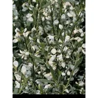 GRDplanten Cytisus praec. 'Albus' - Brem , Geitenklaver 40- 60 cm in pot
