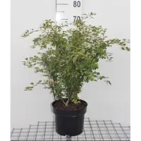 GRDplanten Prunus incisa 'Kojou-no-mai' - Fuji Kers, Dwergsierkers, 60- 80 cm in pot