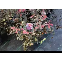 GRDplanten Loropetalum chin. 'Fire Dance' - Heksenstruik 40- 50 cm in pot 10 liter
