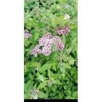 GRDplanten Spiraea jap. 'Little Princess' - Spierstruik , Japanse Spirea , Japanse Spierstruik 40- 50 cm in pot