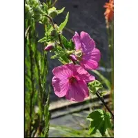 GRDplanten Lavatera hybr. 'Bredon Springs' - Malvastruik, Struikmalva, 25- 30 cm in pot