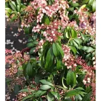 GRDplanten Pieris jap. 'Katsura' - Rotsheide 'Katsura' , Lavendelheide 20- 30 cm in pot