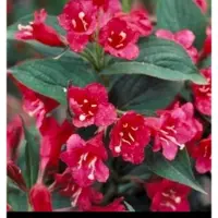 GRDplanten Weigela hybr. 'Eva Rathke' - Weigela, Weigelia 50- 60 cm in pot