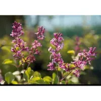GRDplanten 2 x Syringa microphylla 'Superba' - Sering 40- 50 cm in pot