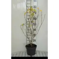 GRDplanten 2 x Lonicera tatar. 'Hack's Red' - Kamperfoelie 40- 60 cm in pot