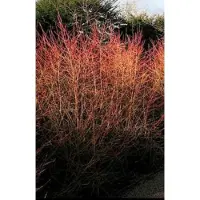 GRDplanten Cornus sang. 'Winter Beauty' ( 'w. flame') - Rode Kornoelje 40- 60 cm in pot