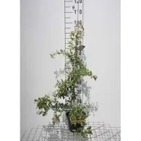 GRDplanten Pyracantha hybr. 'Soleil d'or' - Vuurdoorn 80-100 cm | pot