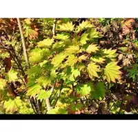 GRDplanten Acer shir. 'Aureum' (jap. 'aureum') - Gele Esdoorn 25- 30 cm in pot