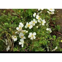 GRDplanten 2 x Potentilla frut. 'Tilford Cream' - Struikganzerik, Heesterganzerik, Vijfvingerkruid 25- 30 cm in pot