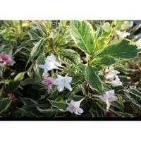 GRDplanten 2 x Weigela hybr. 'Nana Variegata' - Weigela, Weigelia 50- 60 cm in pot