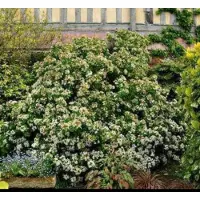 GRDplanten Choisya ternata - Mexicaanse Oranjebloesem , Glansmispel 40- 50 cm in pot