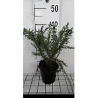 GRDplanten Ulex europaeus - Gaspeldoorn 15- 20 cm in pot