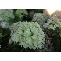 GRDplanten Hydrangea pan. 'Little Lime'  ('jane') - Pluimhortensia 40- 50 cm in pot