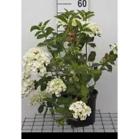 GRDplanten 2 x Hydrangea macr. 'Mme Emile Mouillère' - Boerenhortensia, Bolhortensia 25- 30 cm in pot