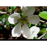 GRDplanten 2 x Chaenomeles spec. 'Nivalis' - Sierkwee 30- 40 cm in pot