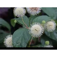 GRDplanten Cephalanthus occ. 'Fiber Optics' - Amerikaanse Sering 60- 80 cm in pot