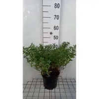 GRDplanten Cistus obtusifolius - Cistusroos Of Rotsroos 20- 25 cm in pot