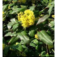 GRDplanten Mahonia aquifolium - Druifstruik, Mahoniestruik, Hulstberberis 40- 60 cm in pot